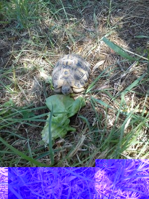 spino2.jpg (294.64 KiB) Osservato 690 volte spino2.jpg