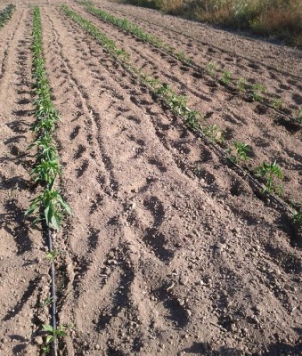 peperoni rossi, gialli, frigitelli, corno rosso e tondi da far ripieni / peperoni 2015.jpg peperoni 2015.jpg