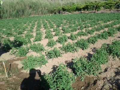 pomodori may saloun, bob cat, big rio, camona, datterino mascalzone, datterino giallo, cherokee, insalataro gigante, pomodoro nero e cherry / pomodori 2015.jpg pomodori 2015.jpg