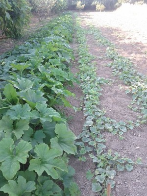 zucca di hallowen e tonda moscata di provenza, melone bacir e retato del contadino / zucche e meloni bacir.jpg zucche e meloni bacir.jpg
