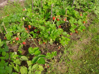 fragole1.JPG (316.11 KiB) Osservato 692 volte fragole1.JPG