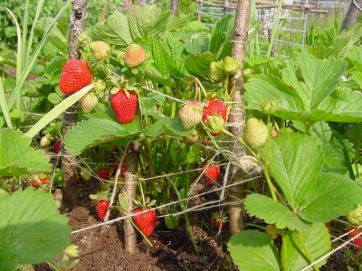 fragole2.JPG (243.04 KiB) Osservato 692 volte fragole2.JPG