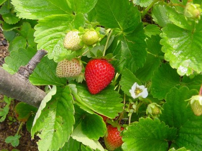 fragola1.JPG (200.26 KiB) Osservato 692 volte fragola1.JPG
