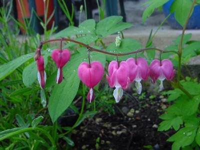 cuore di maria2.JPG (134.26 KiB) Osservato 692 volte cuore di maria2.JPG