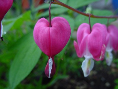 cuore di maria 1.JPG (96.18 KiB) Osservato 692 volte cuore di maria 1.JPG