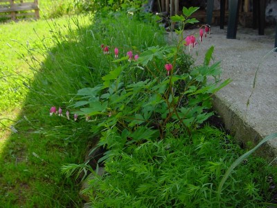 cuore di Maria3.JPG (211.94 KiB) Osservato 588 volte cuore di Maria3.JPG