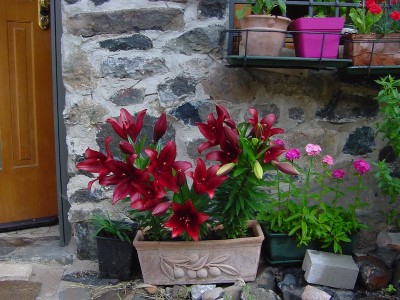 gigli bordeaux.JPG (207.03 KiB) Osservato 588 volte gigli bordeaux.JPG