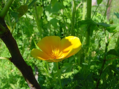 escolzia sotto il fico.JPG (138.06 KiB) Osservato 583 volte escolzia sotto il fico.JPG