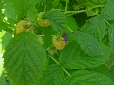 lamponi e cimici1.JPG (144.82 KiB) Osservato 583 volte lamponi e cimici1.JPG