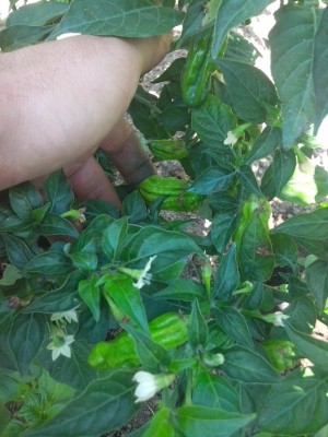 Bhut Jolokia / IMG_20150610_131115.jpg IMG_20150610_131115.jpg