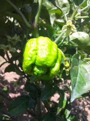 Trinidad Butch / IMG_20150610_131130.jpg IMG_20150610_131130.jpg