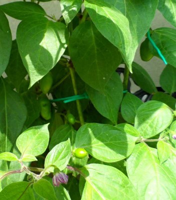 Peperoncino Rocoto.jpg (115.6 KiB) Osservato 647 volte Peperoncino Rocoto.jpg