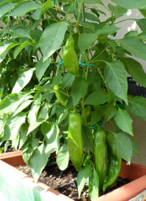 Peperoncino Big Jim.jpg (118.87 KiB) Osservato 647 volte Peperoncino Big Jim.jpg