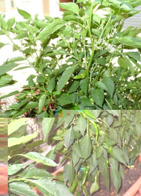 Peperoncino piccante Cinese.jpg (136.15 KiB) Osservato 647 volte Peperoncino piccante Cinese.jpg