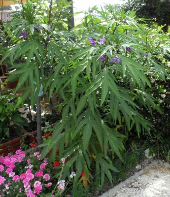 Laciniatum in giardino 1.jpg (153.28 KiB) Osservato 986 volte Laciniatum in giardino 1.jpg