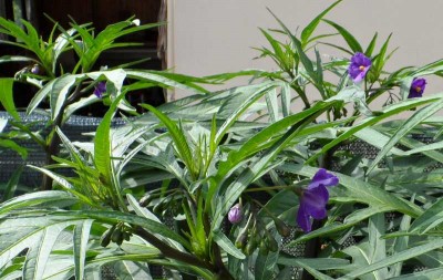 Laciniatum in giardino 3.jpg (132.09 KiB) Osservato 986 volte Laciniatum in giardino 3.jpg