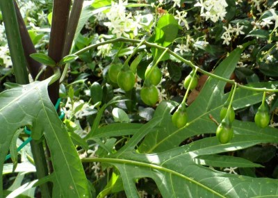 Laciniatum in giardino 4.jpg (131.23 KiB) Osservato 986 volte Laciniatum in giardino 4.jpg