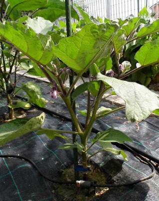 Melanzana su Laciniatum.jpg (138.7 KiB) Osservato 986 volte Melanzana su Laciniatum.jpg