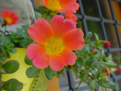 portulaca.JPG (109.44 KiB) Osservato 616 volte portulaca.JPG