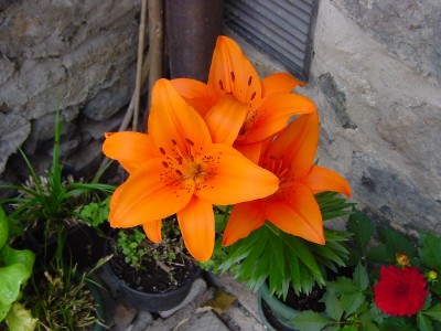 gigliarancio anas.JPG (150.16 KiB) Osservato 616 volte gigliarancio anas.JPG