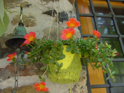 portulacapensile.JPG (176.39 KiB) Osservato 616 volte portulacapensile.JPG