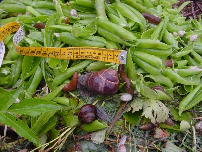 chiocciolona.JPG (226.49 KiB) Osservato 607 volte chiocciolona.JPG