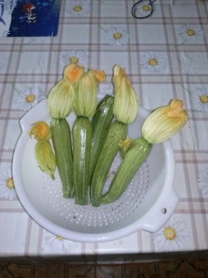 zucchini colti stasera xche stamani pioveva / CAM01643 (FILEminimizer).jpg CAM01643 (FILEminimizer).jpg