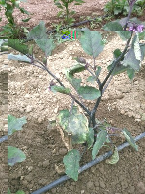 melanzane1.jpg (277.42 KiB) Osservato 623 volte melanzane1.jpg