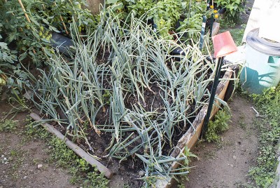 DSC03252.jpg (206.85 KiB) Osservato 437 volte DSC03252.jpg