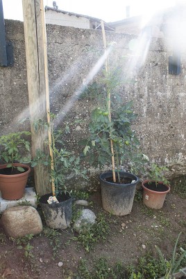 DSC03253.jpg (134.8 KiB) Osservato 437 volte DSC03253.jpg