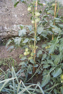 DSC03255.jpg (166.88 KiB) Osservato 437 volte DSC03255.jpg