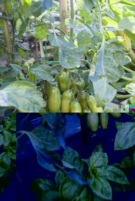 DSC03256.jpg (128.92 KiB) Osservato 437 volte DSC03256.jpg