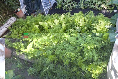 DSC03259.jpg (172.22 KiB) Osservato 437 volte DSC03259.jpg