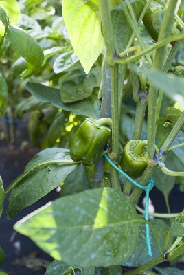 DSC03261.jpg (99.64 KiB) Osservato 709 volte DSC03261.jpg