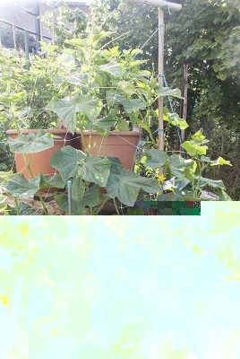 DSC03265.jpg (159.33 KiB) Osservato 709 volte DSC03265.jpg