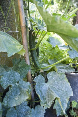 DSC03266.jpg (135.63 KiB) Osservato 709 volte DSC03266.jpg