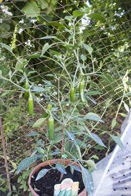 DSC03267.jpg (170.83 KiB) Osservato 707 volte DSC03267.jpg