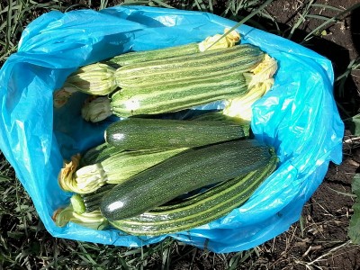 Raccolto giornaliero / 20150617_162855.jpg 20150617_162855.jpg