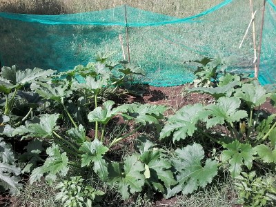 Zucchine / 20150617_162412.jpg 20150617_162412.jpg