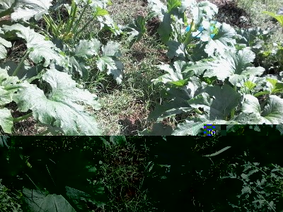 Zucchine / 20150617_162511.jpg 20150617_162511.jpg