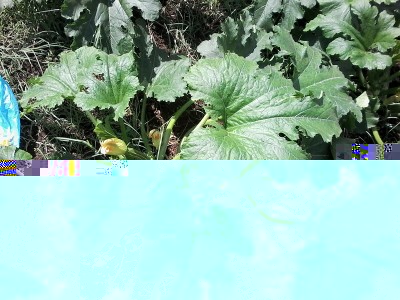 Zucchine / 20150617_162521.jpg 20150617_162521.jpg