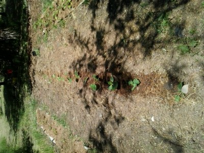 5.jpg (275.79 KiB) Osservato 1412 volte 5.jpg