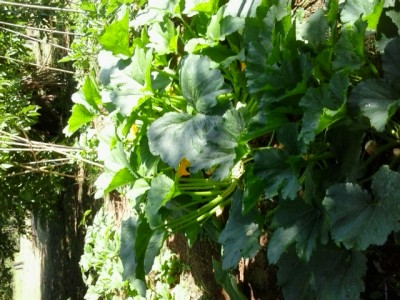 6.jpg (241.33 KiB) Osservato 1411 volte 6.jpg