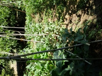 20150620_100338.jpg (288.93 KiB) Osservato 1411 volte 20150620_100338.jpg