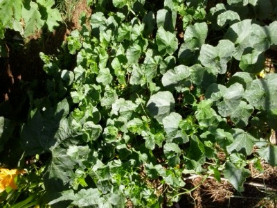 9.jpg (279.56 KiB) Osservato 1410 volte 9.jpg