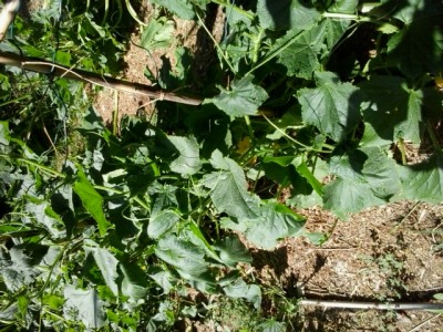 20150620_100244.jpg (297.55 KiB) Osservato 1410 volte 20150620_100244.jpg