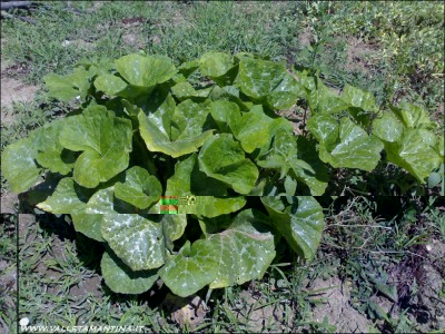 22062015zucca.jpg (329.72 KiB) Osservato 894 volte 22062015zucca.jpg