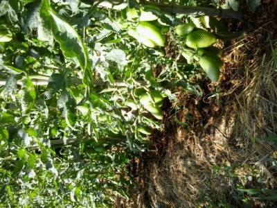 2.jpg (313.33 KiB) Osservato 1281 volte 2.jpg