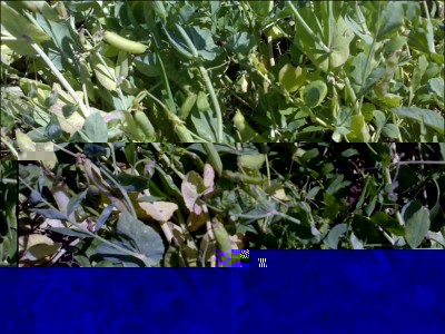 giugno2015roveja.jpg (279.83 KiB) Osservato 846 volte giugno2015roveja.jpg