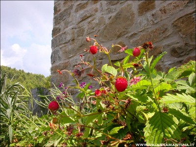 fragoline.jpg (277.72 KiB) Osservato 846 volte fragoline.jpg